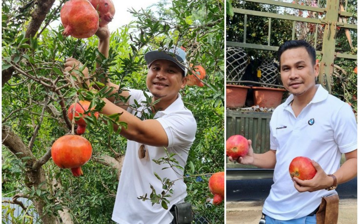 Người sở hữu 2 cây lựu cổ hơn 100 năm tuổi, trái khổng lồ ở Sài Gòn