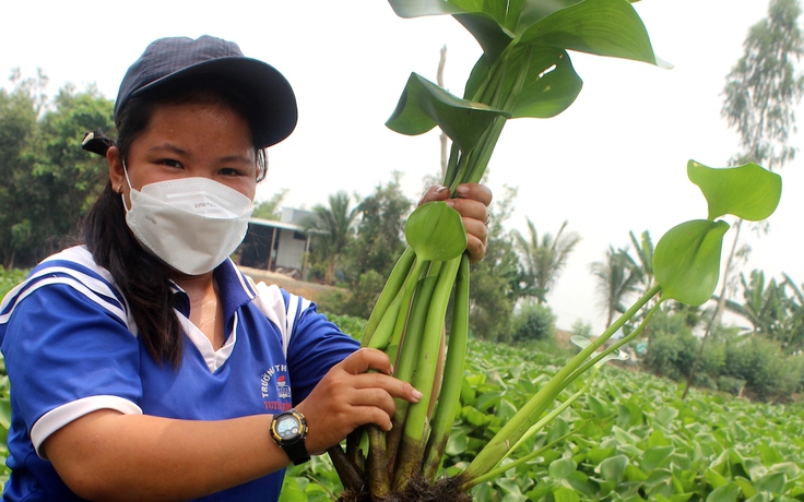 Nghề cắt lá ra tiền ở miền Tây