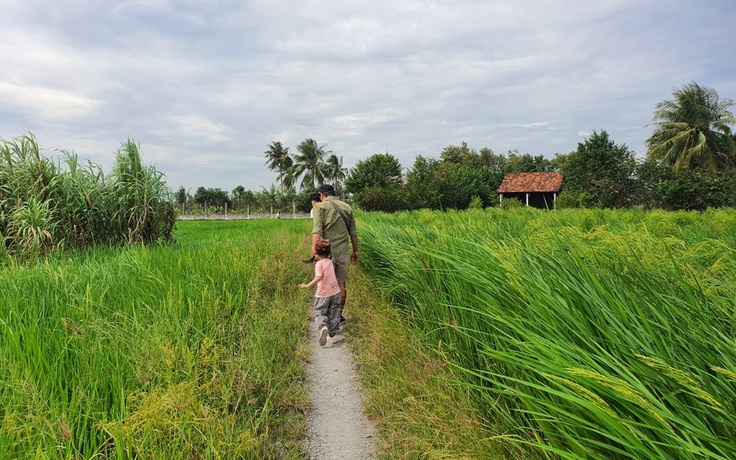 Học sinh Việt lập trình hệ thống phát hiện bệnh cây lúa, thi quốc tế