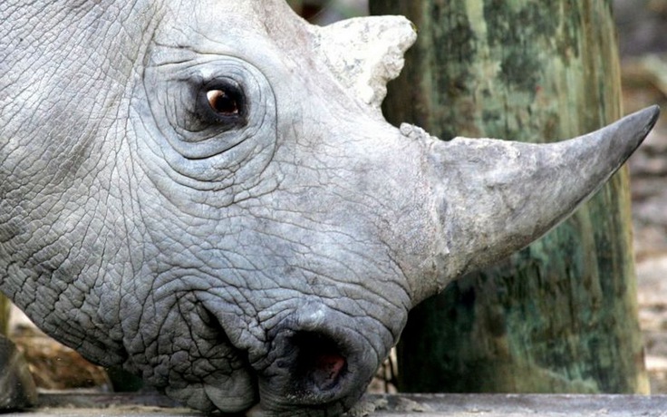 Tê giác sống thọ nhất thế giới vừa chết ở Tanzania