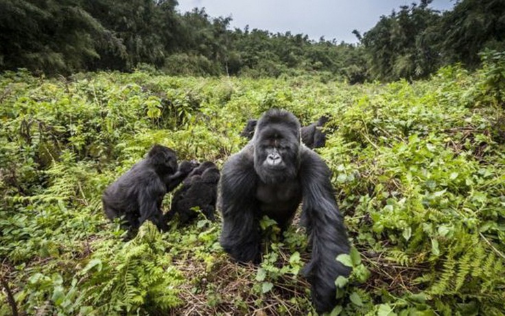 Đã hiếm còn bị 'trời đánh': sét đánh chết 4 khỉ đột khu bảo tồn Uganda