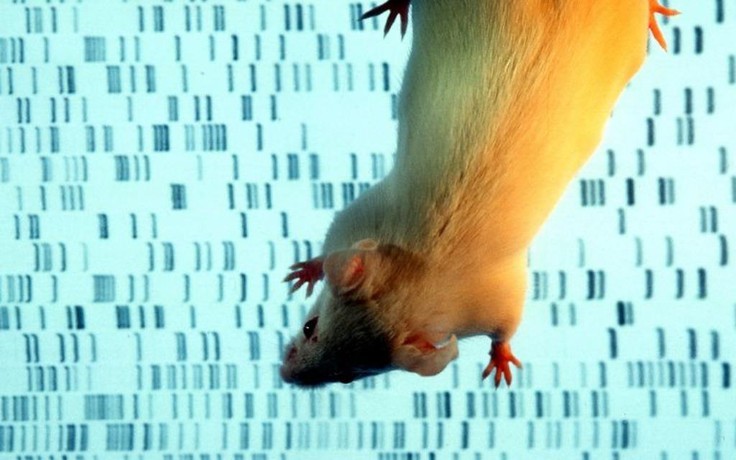 Lầu đầu tiên tạo phôi lai động vật với 4% tế bào người