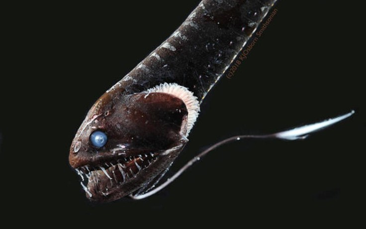 Cá 'siêu tối' - kỳ thú những sinh vật lẩn khuất trong lòng đại dương sâu thẳm