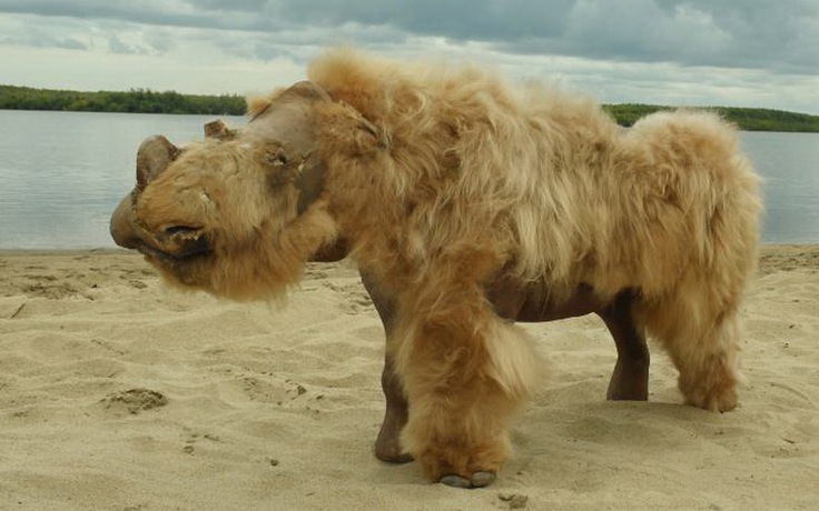 Tê giác tuyệt chủng làm mồi cho chó con 14.000 năm tuổi thời Kỷ Băng hà