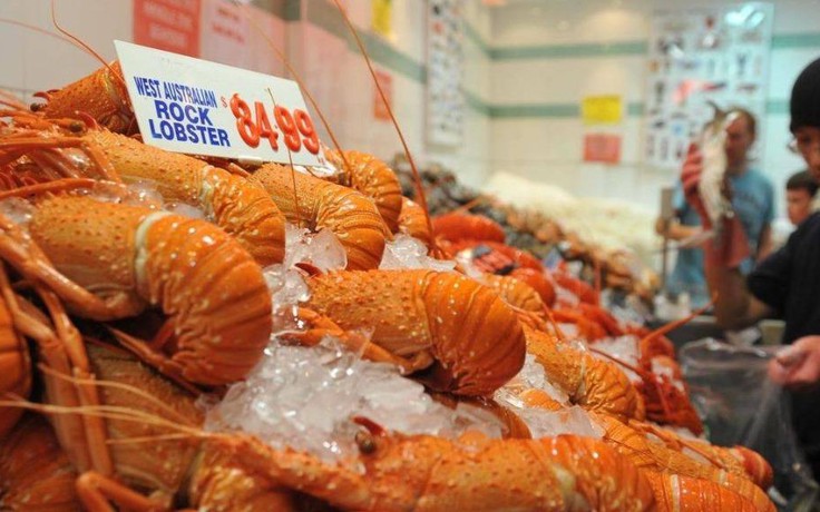 Úc ngừng xuất khẩu tôm hùm cho Trung Quốc sau thay đổi về hải quan