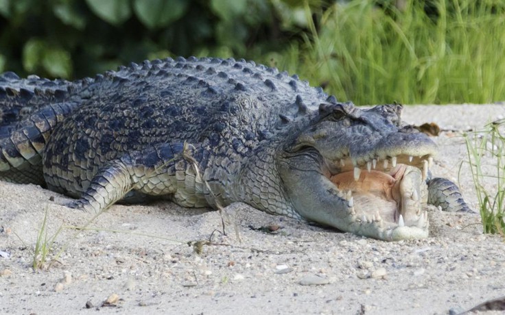 Úc săn được cá sấu khổng lồ, trong bụng vẫn còn phần thi thể người