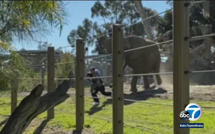 Ẵm con 2 tuổi chui vào chuồng voi chụp ảnh, bị voi đuổi rơi cả con