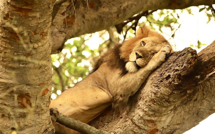 Phát hiện xác 6 con sư tử ở công viên Uganda, nghi ngờ bị đầu độc