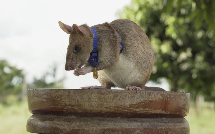 Chuột ‘đặc công’ rà mìn ở Campuchia giải nghệ