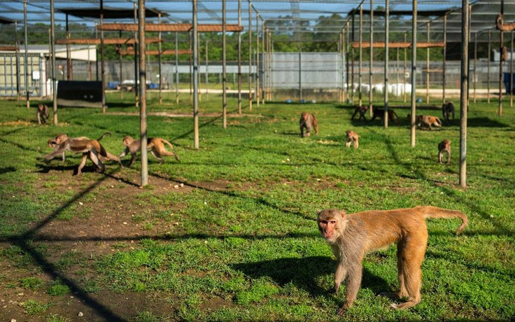 Mỹ chi nhiều triệu USD nuôi thêm khỉ thí nghiệm trong dịch Covid-19