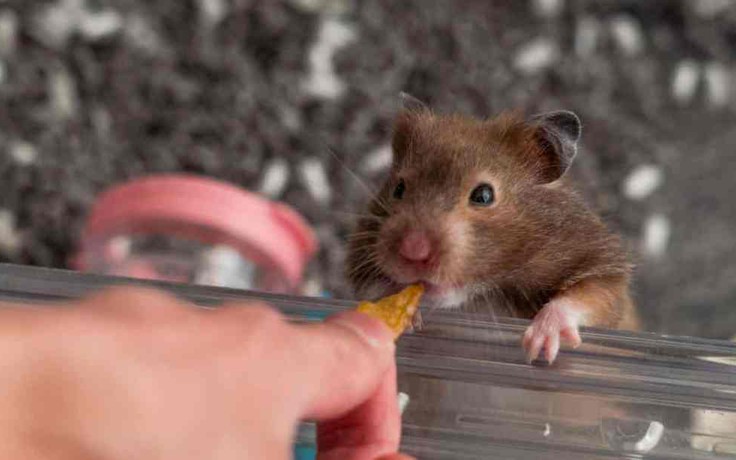 Dữ liệu nghiên cứu ở Hồng Kông về khả năng chuột hamster truyền Covid-19 cho người