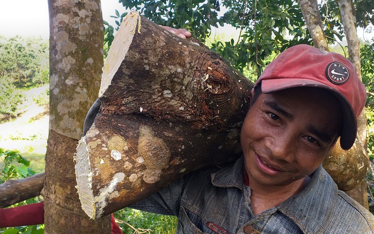 Thủ phủ 'vàng trắng' xứ Huế tả tơi sau bão: Nhặt cây gãy bán vớt vát