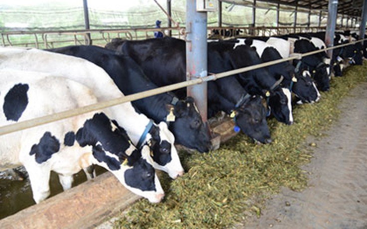 Vinamilk tăng cường thu mua sữa tươi nguyên liệu của nông dân