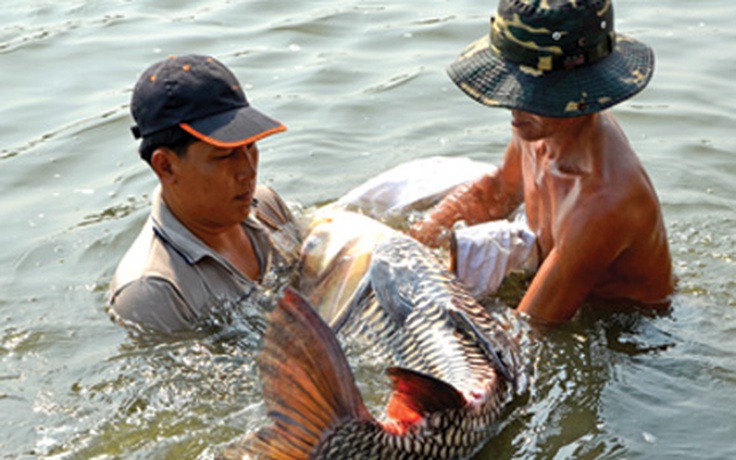 Bảo tồn cá 'vua'