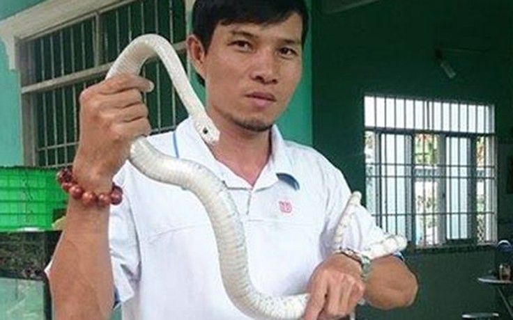 Gây nuôi thành công 20 con rắn bạch tạng