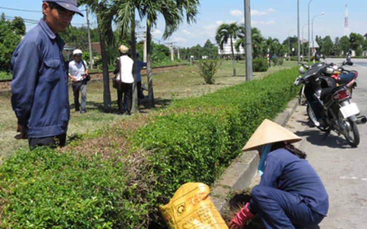 Cây xanh ở Huế tiếp tục bị 'giết' bí ẩn bởi muối rắc ở gốc