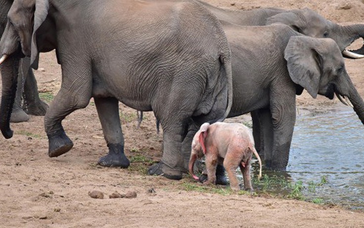 Con voi hồng ở Nam Phi