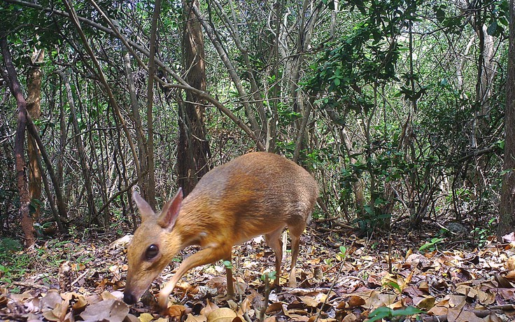 Ngỡ đã tuyệt chủng, hươu chuột bất ngờ xuất hiện ở Việt Nam