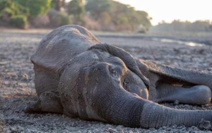 Mất 200 con voi chỉ trong 1 tháng vì hạn hán ở Zimbabwe