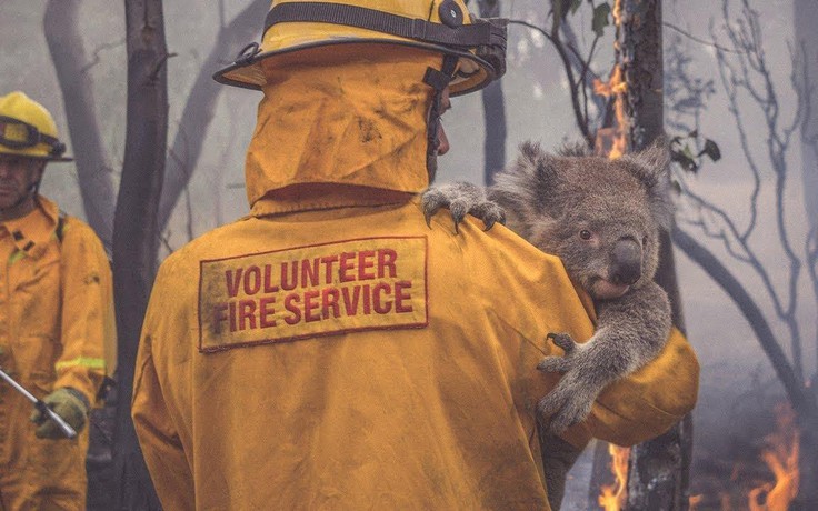 Gấu túi Úc nguy kịch vì cháy rừng