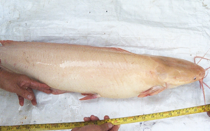 Bắt được cá trê có màu vàng lạ nặng gần 6 kg