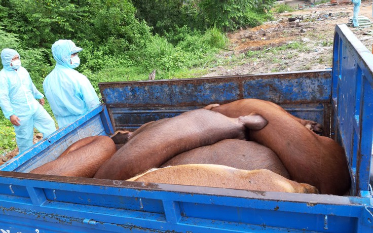 Tiếp tục tiêu hủy ổ dịch tả lợn châu Phi vừa phát hiện ở Phú Quốc