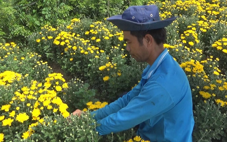 Thương lái tranh nhau mua cúc tiger cho lễ Vu lan, nhà vườn Sa Đéc “thắng lớn”