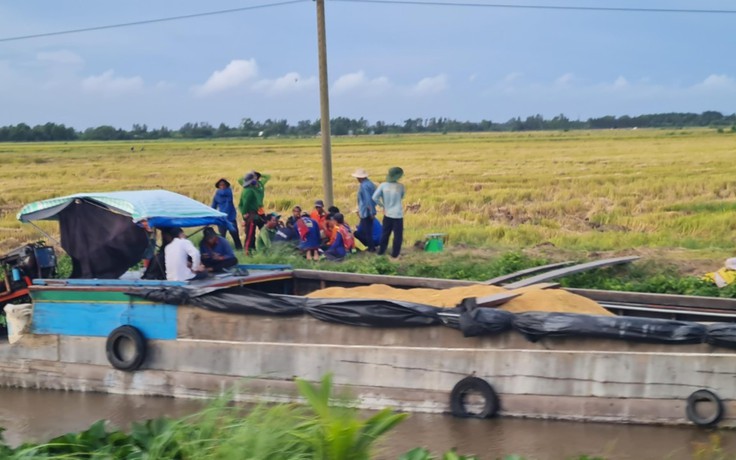 Nông dân gặp khó vì công ty bao tiêu 'ôm' gần 3 tỉ đồng tiền lúa