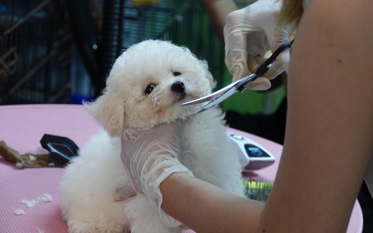 Làm đẹp cho thú cưng đón tết, thu nhập tiền triệu mỗi ngày