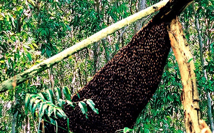 Di dời hàng trăm đàn ong 'lạ' ra khỏi rừng U Minh hạ