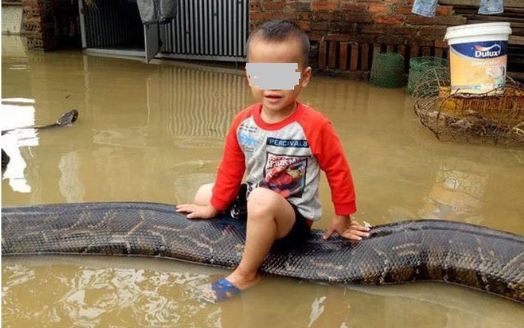 Báo Anh sốc với clip bé trai 3 tuổi cưỡi trăn 'khủng' giữa nước ngập ở VN