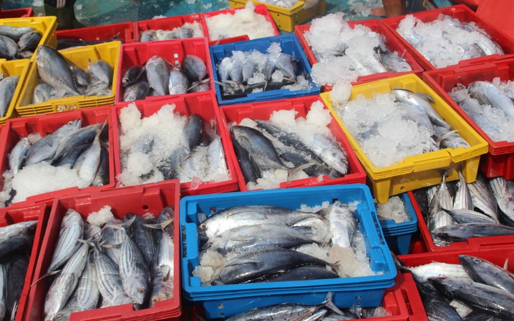 200 công nhân ngộ độc thực phẩm: Món cá ngừ kho khóm chứa histamine