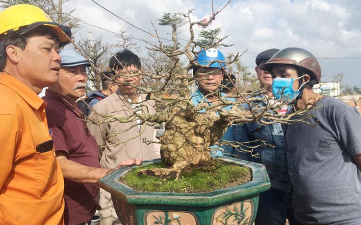 Ngắm 2.000 tác phẩm mai tết Bình Định trưng bày dọc QL1