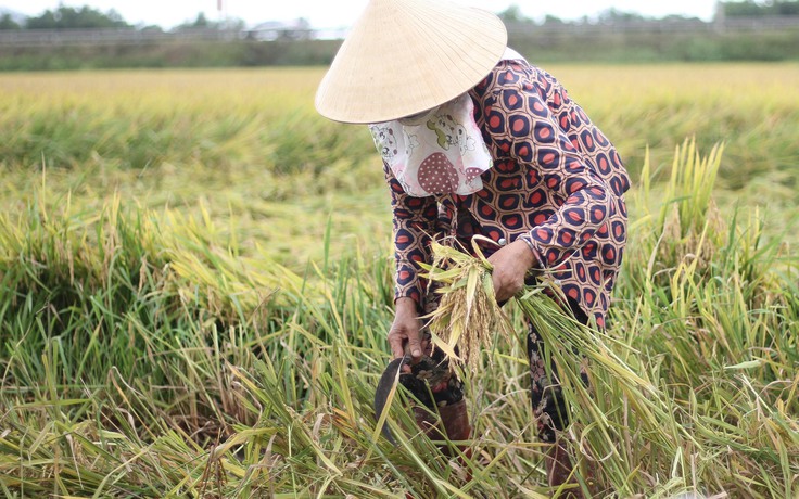 Mưa lũ bất thường ở Bình Định: Trong 10 ngày phải giúp dân gặt hết 11.000 ha lúa