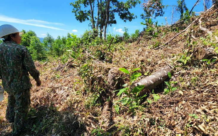 Bình Định: Xã buông lỏng quản lý để người dân lấn chiếm 11,5 ha đất rừng