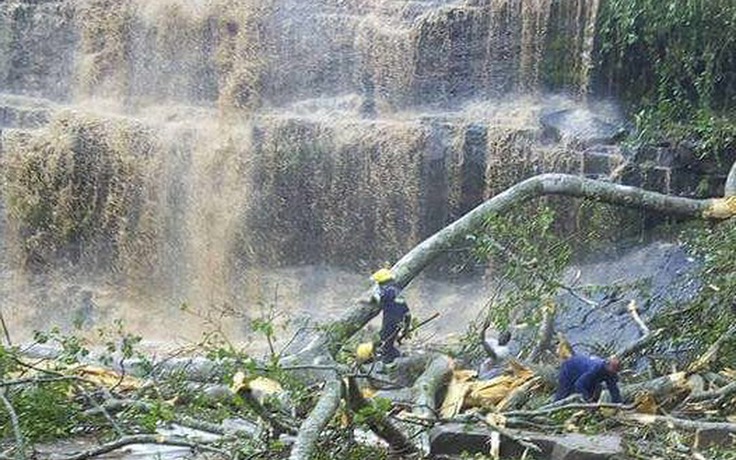 Ghana đóng cửa khu thác có cây ngã đè chết học sinh