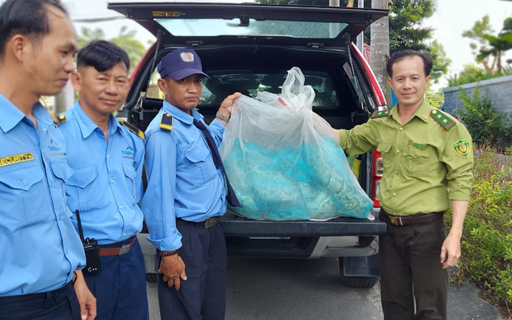 Lạ lùng: Liên tục bắt được nhiều trăn quý hiếm trong khu dân cư TP.HCM