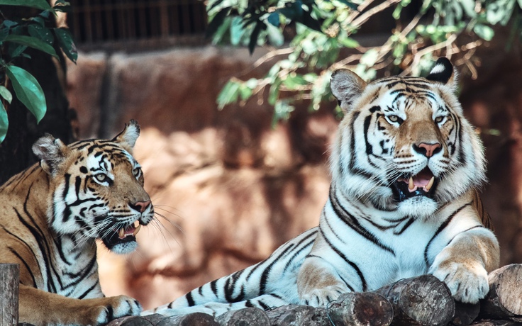 Tết Nhâm Dần 2022, gặp chàng trai 'chơi' với đàn hổ Bengal lớn nhất Việt Nam