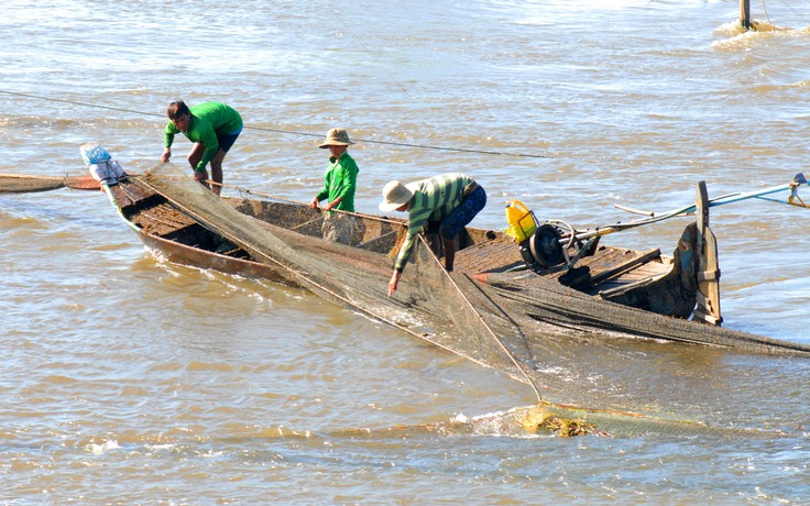 Thương nhớ cá linh non