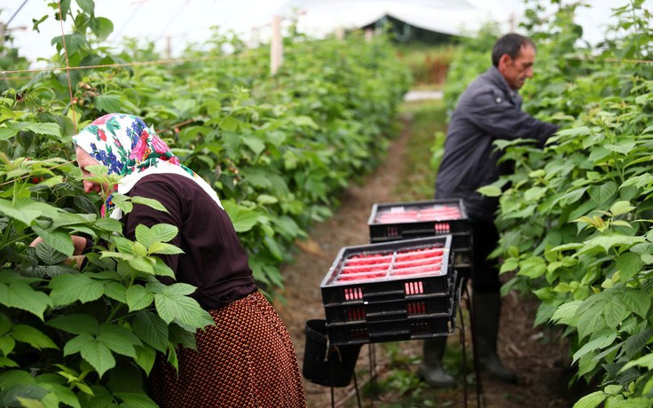 Cơ hội cho lao động nhập cư làm nông dân ở Anh sẽ tăng cao