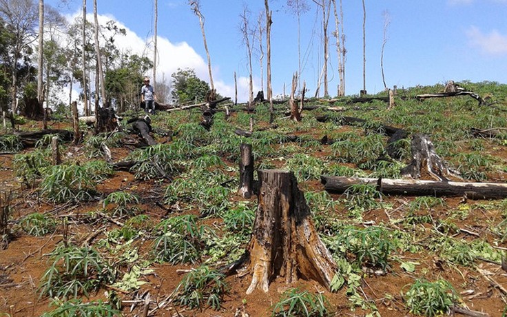 Khởi tố nguyên lãnh đạo Công ty lâm nghiệp Đức Hòa vì để mất rừng