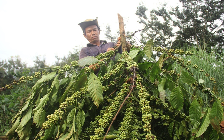 Hơn 300 gốc cây cà phê bị chặt phá trong đêm