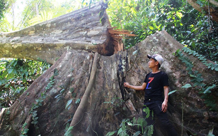 Cục Kiểm lâm yêu cầu điều tra vụ 'hạ sát' rừng tự nhiên tại Quảng Nam