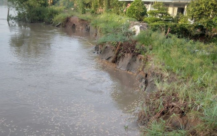 Vĩnh Long: Đê bao sông Măng tiếp tục sạt lở, mất trắng hơn 35 m đường