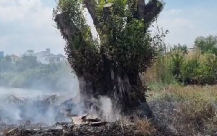 Đốt rác, đốt luôn cây cảnh của người dân: Chủ cây đòi bồi thường 150 triệu