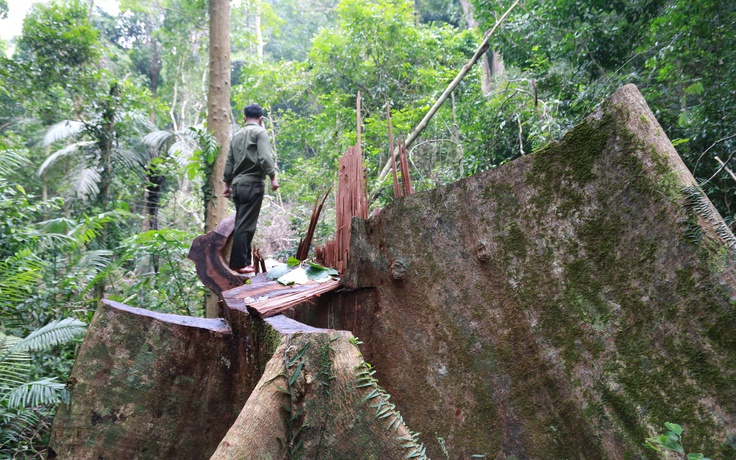 Vụ thảm sát rừng trong Khu bảo tồn thiên nhiên Bắc Hướng Hóa: Khởi tố vụ án