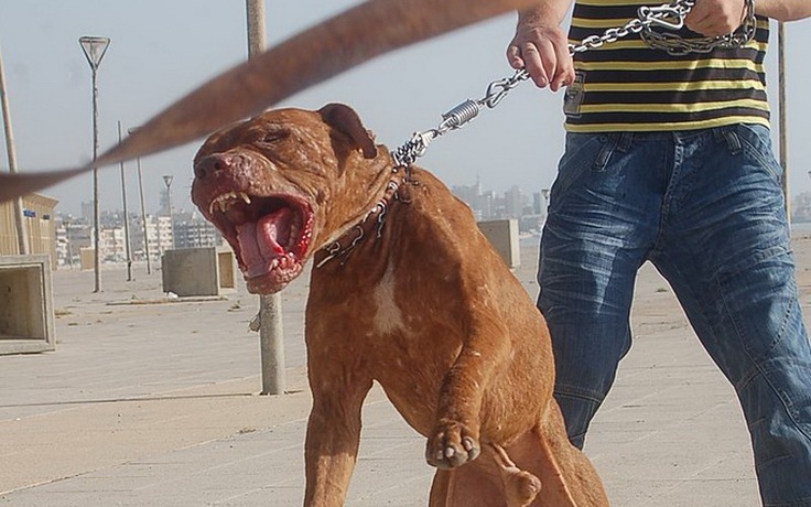 Thanh Hóa: Chó pitbull tấn công khiến một người phụ nữ tử vong đã bị tiêu hủy