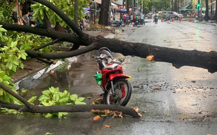 Cây xanh bật gốc đè người ở TP.HCM: 'Mặt đất rung mạnh rồi cây ngã nhào'