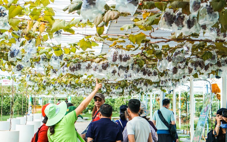 Hè này, trải nghiệm hái nho tại vườn, check-in dưới hàng dừa xanh mát ở TP.HCM