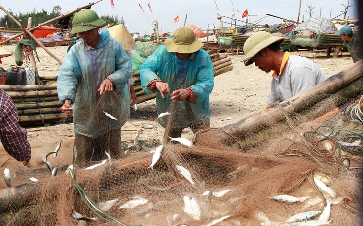 Ngư dân Thanh Hóa được mùa cá trích